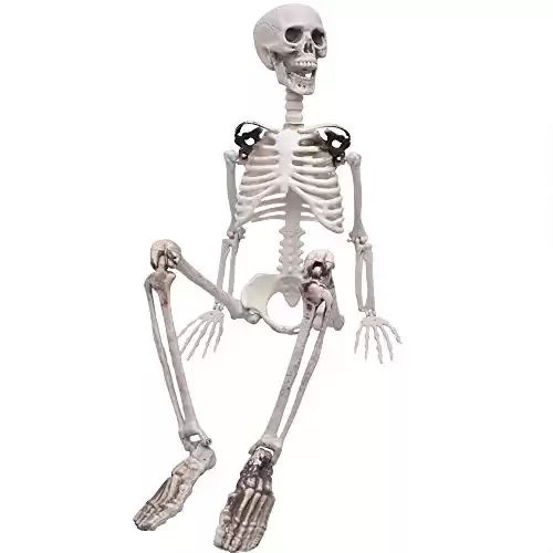 Full Body Skeleton