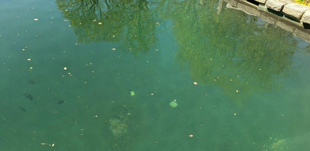 Green algae forming in a swimming pool