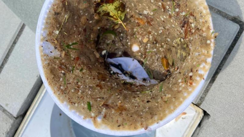 skimmer basket full of debris